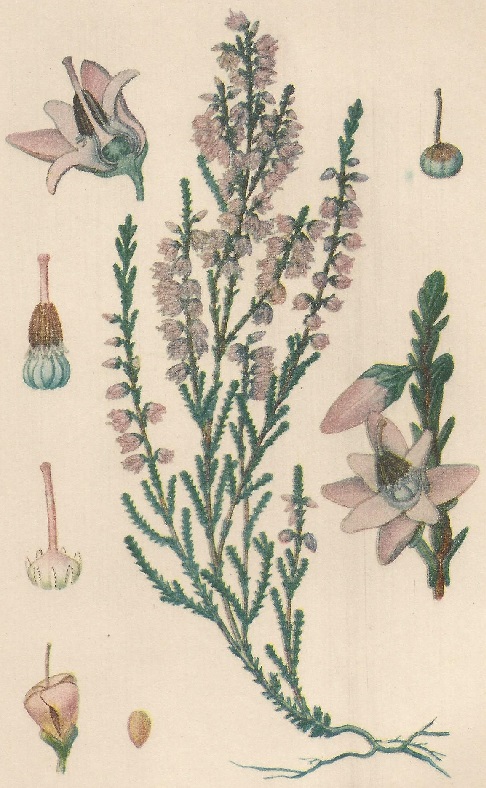 Calluna vulgaris. Salisb. Atlas de Plantas para las observaciones Fenológicas.