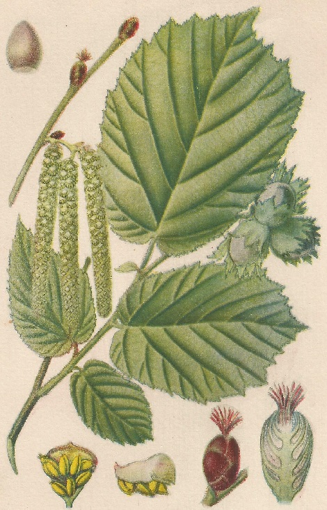 Corylus avellana. L. Atlas de Plantas para las observaciones Fenológicas.