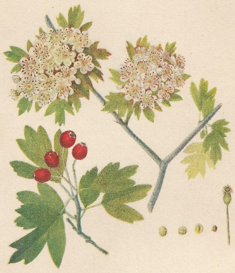 Crataegus monogyna. Jacq. Atlas de Plantas para las observaciones Fenológicas.