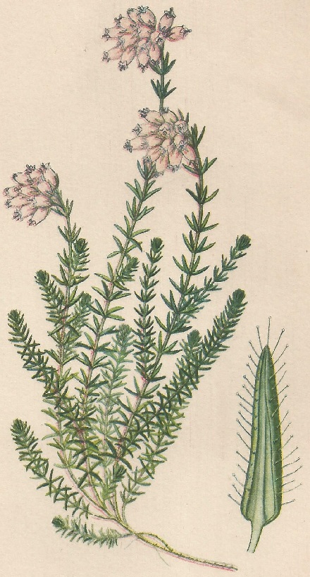 Erica tretralix. L. Atlas de Plantas para las observaciones Fenológicas.