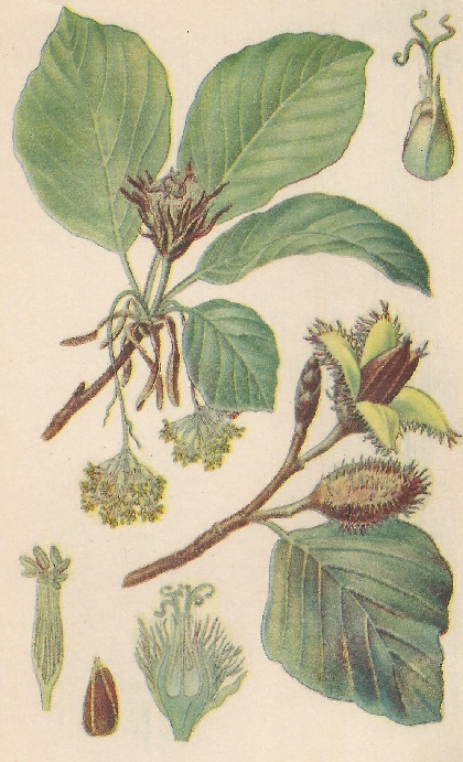 Fagus silvatica. L. Atlas de Plantas para las observaciones Fenológicas.
