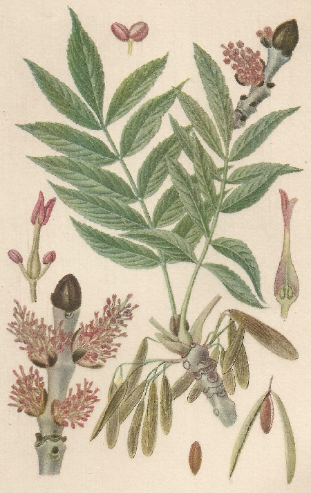 Fraxinus excelsior. L. Atlas de Plantas para las observaciones Fenológicas.