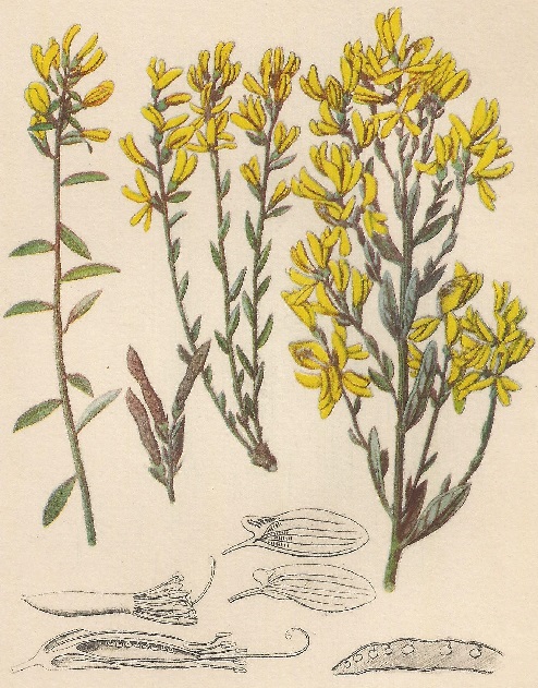 Genista tinctoria. L. Atlas de Plantas para las observaciones Fenológicas.