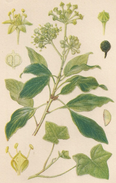 Hedera helix. L. Atlas de Plantas para las observaciones Fenológicas.