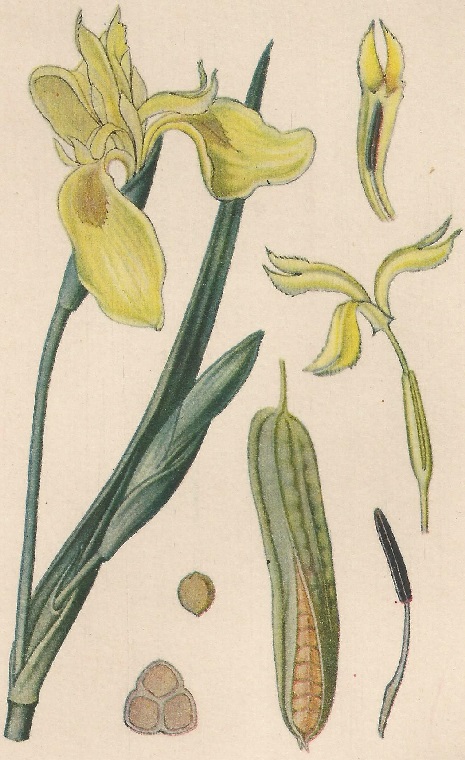 Iris pseudacorus. L. Atlas de Plantas para las observaciones Fenológicas.