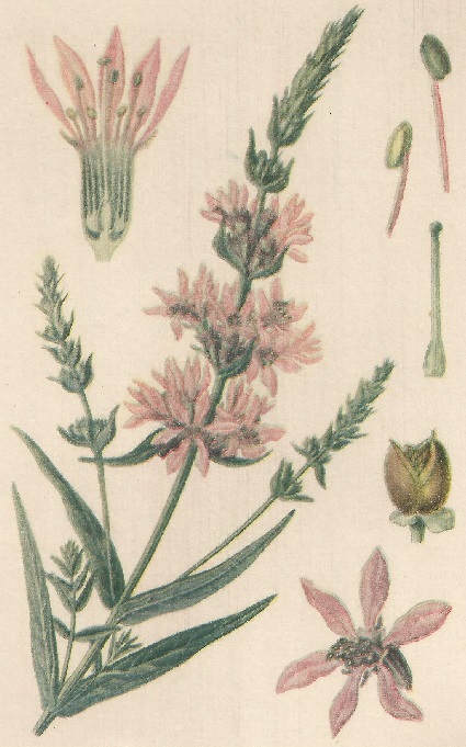 Lythrum salicaria. L. Atlas de Plantas para las observaciones Fenológicas.