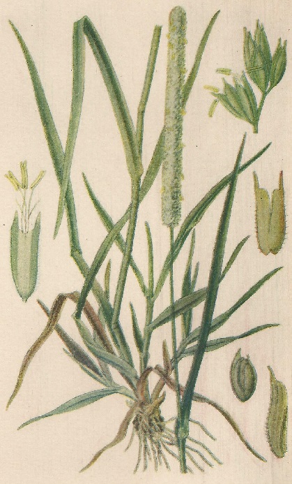 Phleum pratense. L. Atlas de Plantas para las observaciones Fenológicas.