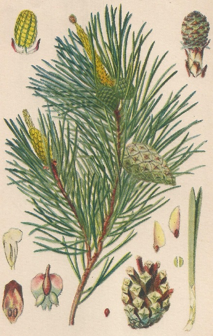 Pinus sylvestris. L. Atlas de Plantas para las observaciones Fenológicas.
