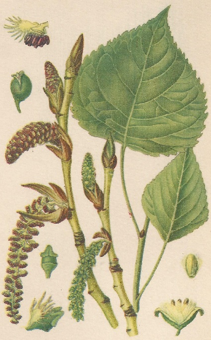 Populus nigra. L. Atlas de Plantas para las observaciones Fenológicas.