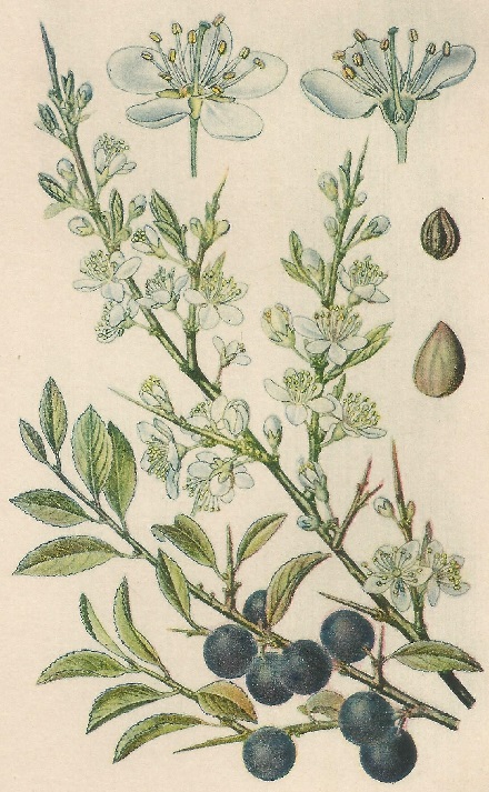 Prunus spinosa. L. Atlas de Plantas para las observaciones Fenológicas.