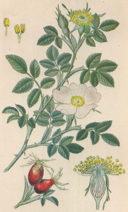 Rosa canina. L. Atlas de Plantas para las observaciones Fenológicas.
