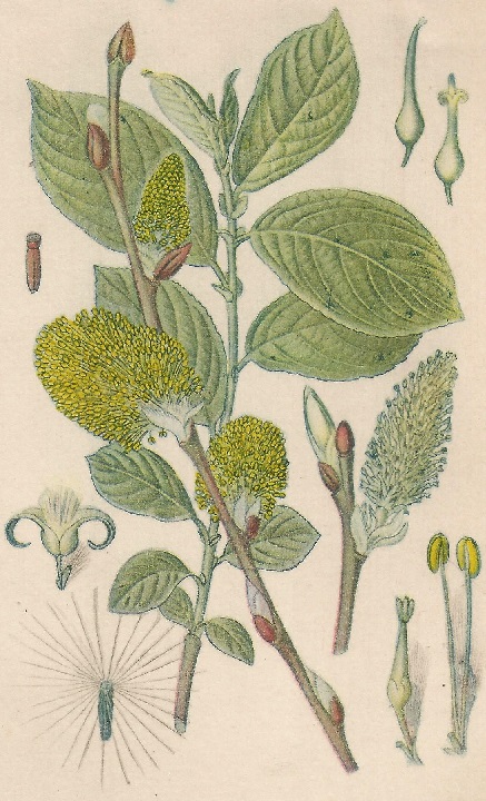 Salix caprea. L. Atlas de Plantas para las observaciones Fenológicas.