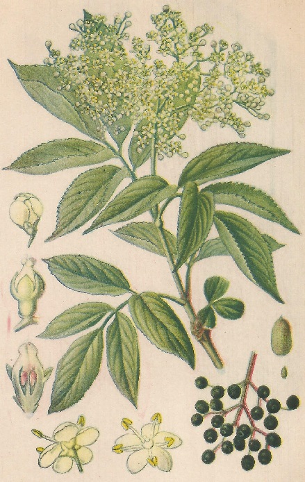 Sambucus nigra. L. Atlas de Plantas para las observaciones Fenológicas.