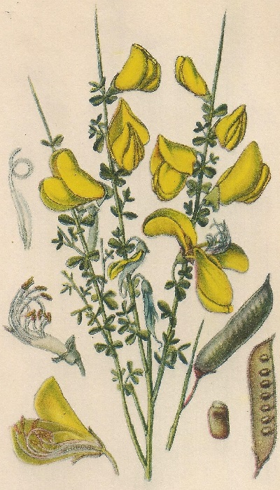 Sarothamnus scoparius. L. Atlas de Plantas para las observaciones Fenológicas.