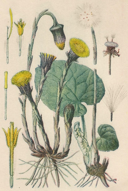 Tussilago fartara. L. Atlas de Plantas para las observaciones Fenológicas.