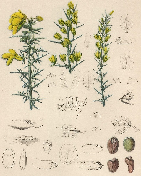 Ulex europaeus. L. Atlas de Plantas para las observaciones Fenológicas.