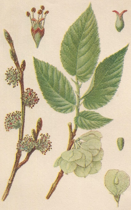 Ulmus campestris. Smith. Atlas de Plantas para las observaciones Fenológicas.