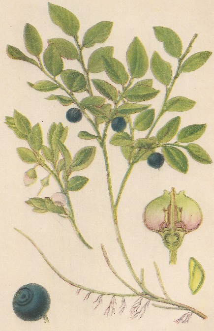 Vaccilium myrtillus. L. Atlas de Plantas para las observaciones Fenológicas.