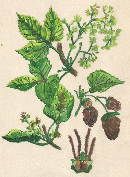 Atlas de Plantas para las observaciones Fenológicas. Ministerio del Aire. 1943.