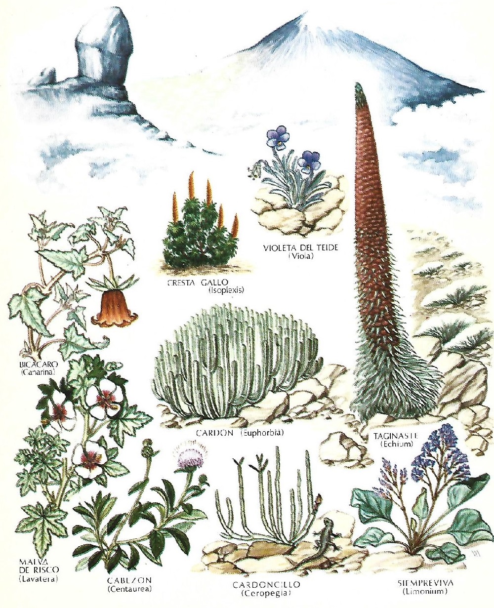 Protección de la Naturaleza. Icona. Ministerio de Agricultura. 1975. 6