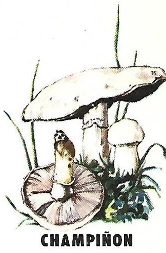 Protección de la Naturaleza. Icona. Ministerio de Agricultura. 1975. 10f