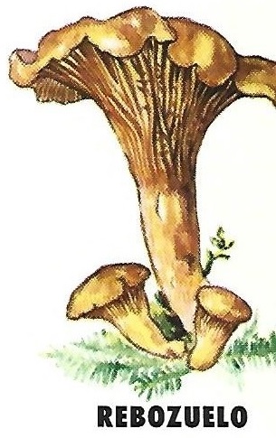 Protección de la Naturaleza. Icona. Ministerio de Agricultura. 1975. 10g
