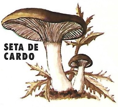 Protección de la Naturaleza. Icona. Ministerio de Agricultura. 1975. 10h