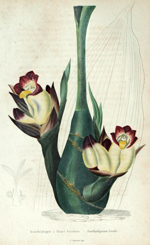 Imagen L HORTICULTEUR UNIVERSEL 1 Imagen extraida de L HORTICULTEUR UNIVERSEL 1