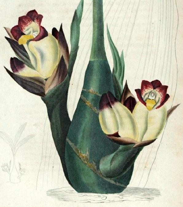 Acanthephipium bicolor 1 Acanthephippium bicolor 1 b