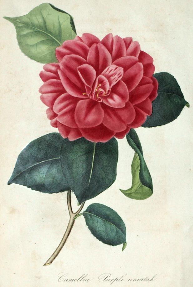 Camelia purple 3