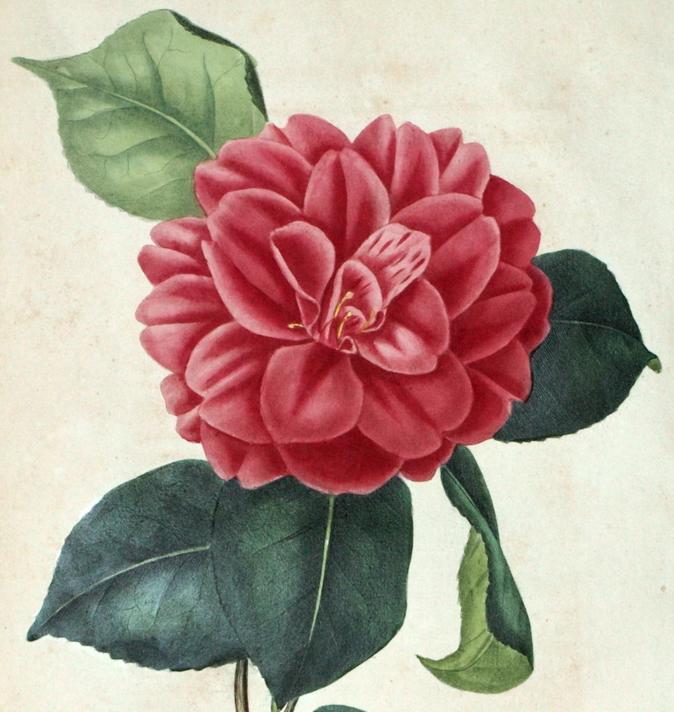 Camelia purple 3 b