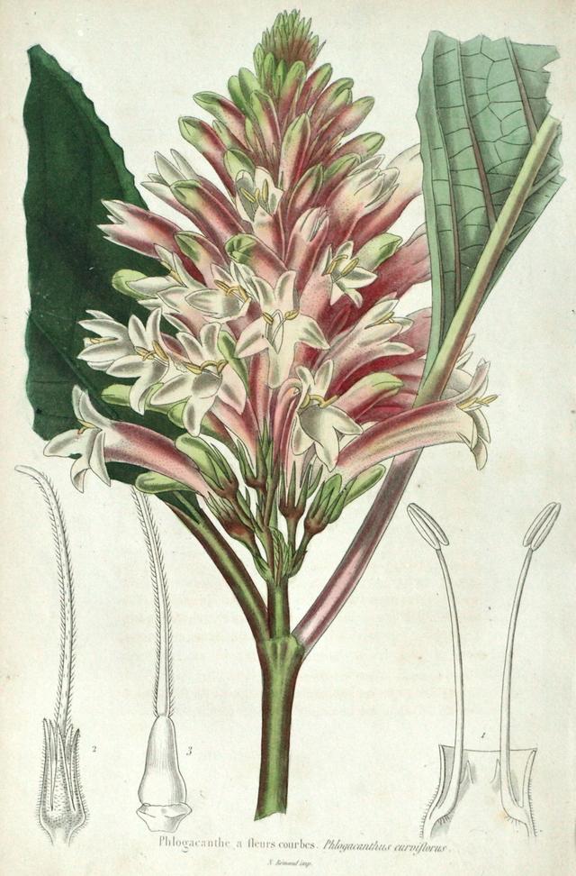 Phlogacanthus curviflorus 4 Phlogacanthus curviflorus 4