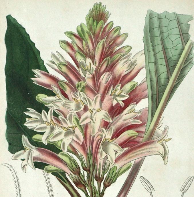 Phlogacanthus curviflorus 4 Phlogacanthus curviflorus 4 b