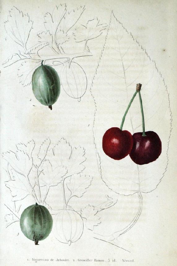Cerezas y grosellas 5 Cerezas y grosellas 5