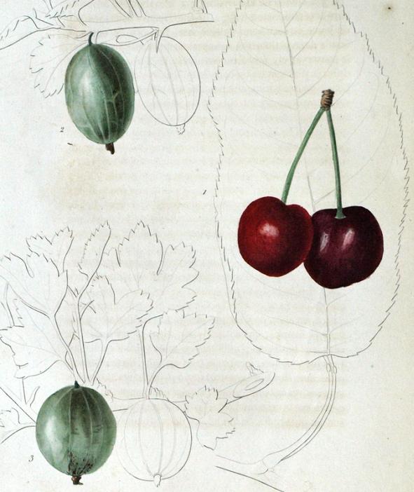 Cerezas y grosellas 5 Cerezas y grosellas 5 b