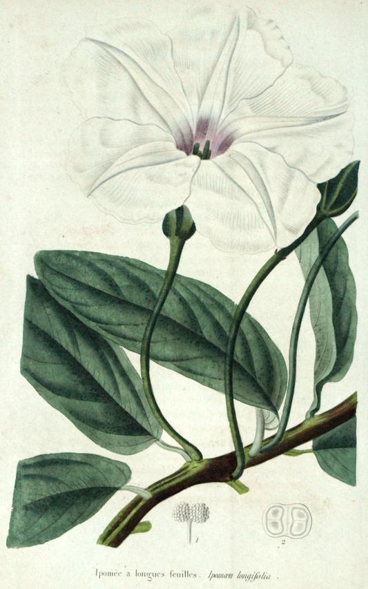 Ipaman longifolia 6 Ipaman longifolia 6
