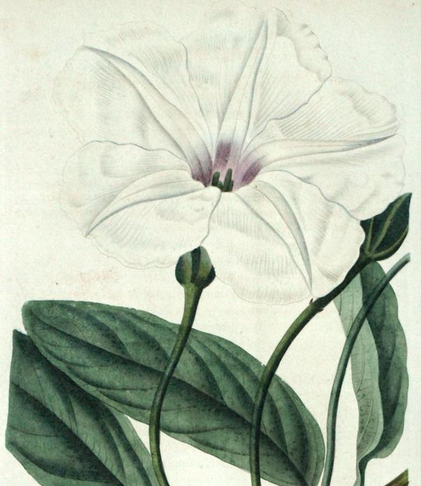 Ipaman longifolia 6 Ipaman longifolia 6 b