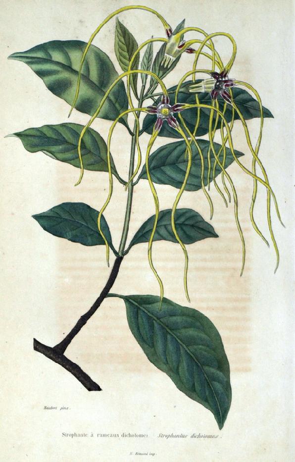 Strophantus dicholomas Strophantus dicholomas