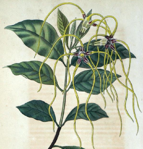Strophantus dicholomas Strophantus dicholomas