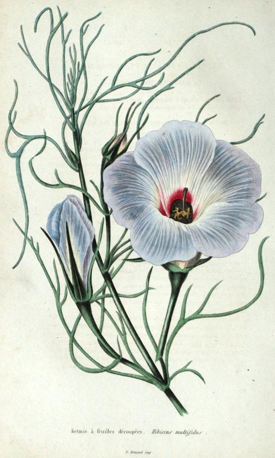 Hisbiscus multifictus Hisbiscus multifictus