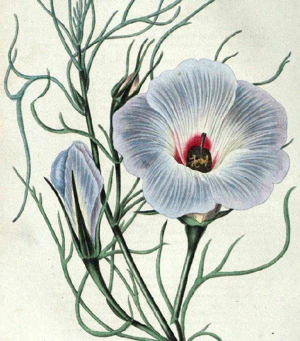 Hisbiscus multifictus Hisbiscus multifictus