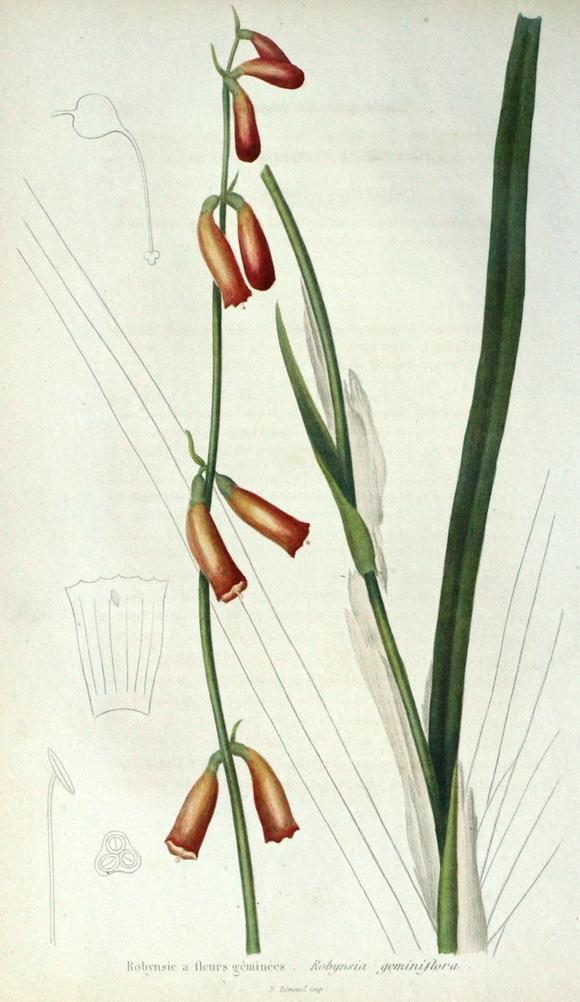 Robynsia geminiflora Robynsia geminiflora