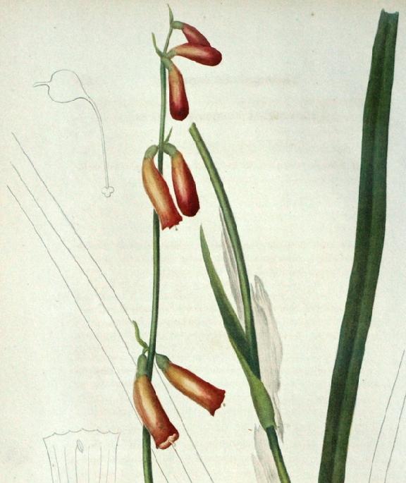 Robynsia geminiflora Robynsia geminiflora