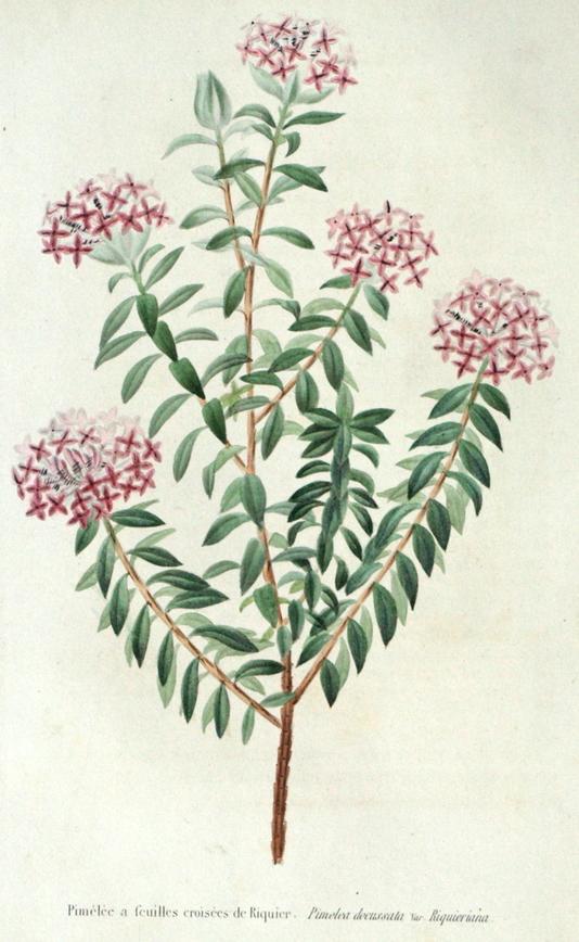 Pimelea decusana var Riquieriana Pimelea decusana var Riquieriana