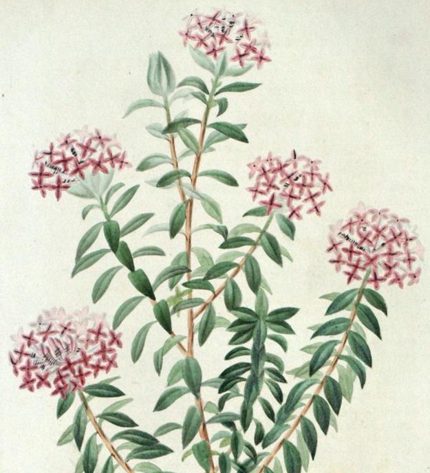 Pimelea decusana var Riquieriana Pimelea decusana var Riquieriana