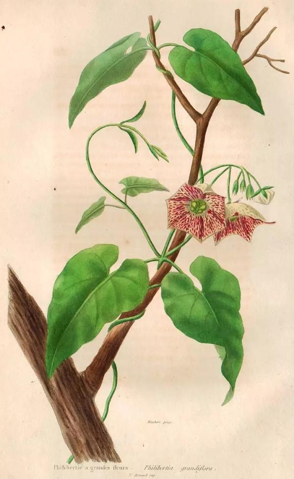 Philibertie grandiflora Philibertie grandiflora