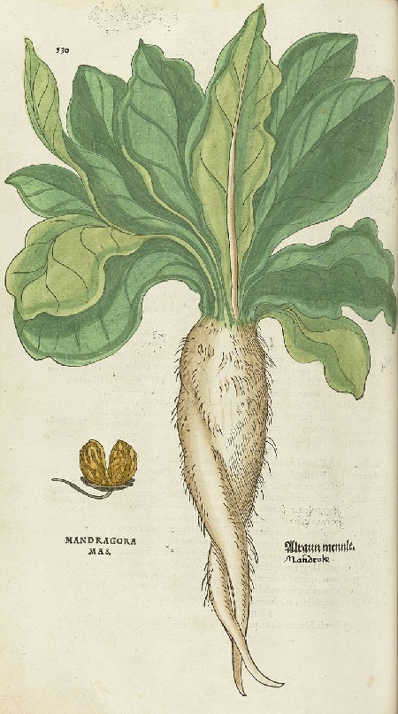 Leonhart Fuchs de Historia Stirpium. Mandragora 530