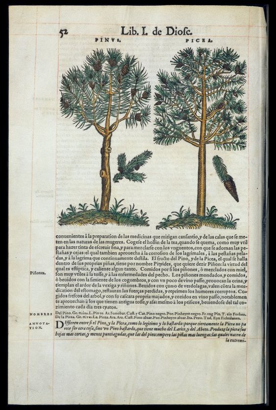 De Materia Medica de Dioscorides. Amberes 1555. Libro I. 52