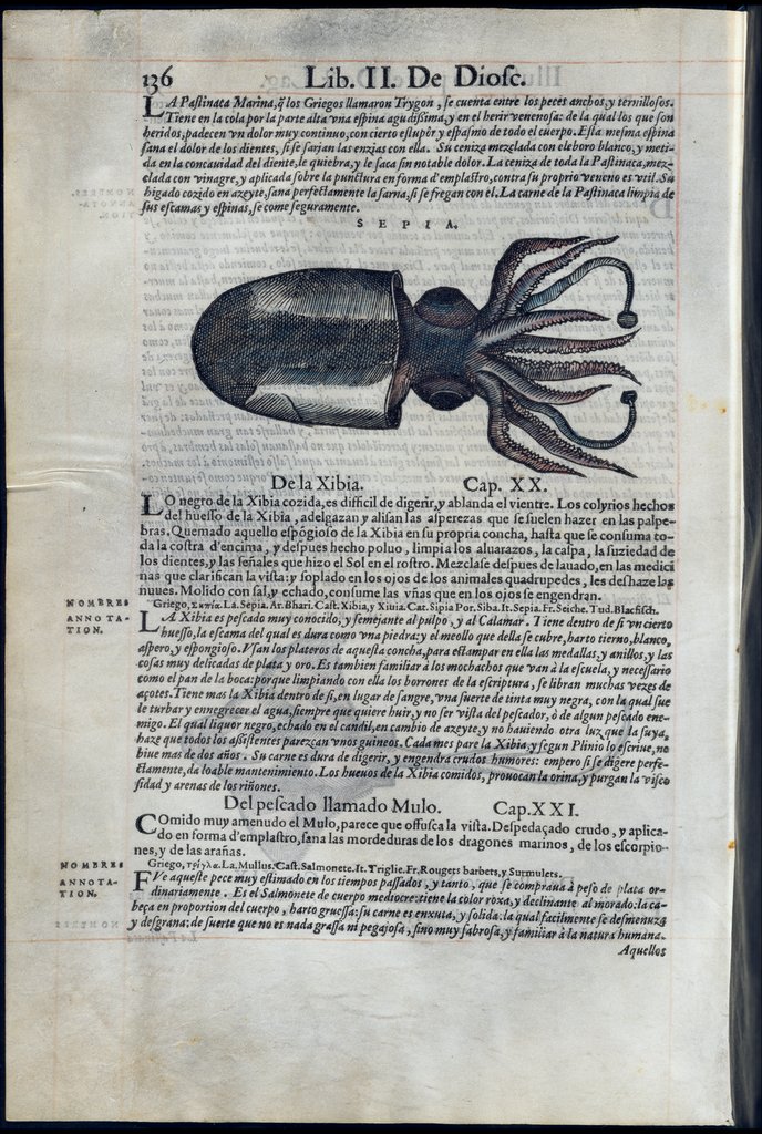 De Materia Medica de Dioscorides. Amberes 1555. Libro II. 136