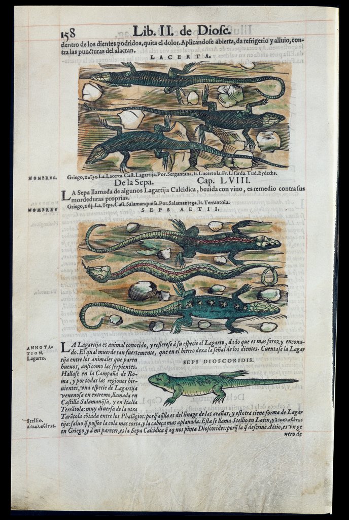 De Materia Medica de Dioscorides. Amberes 1555. Libro II. 158